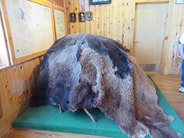Crazy Horse Museum